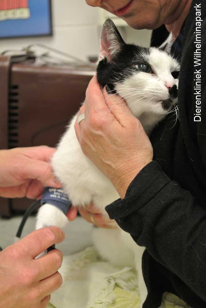 De bloeddruk wordt bij een kat gemeten, de kat ligt rustig bij de eigenaar